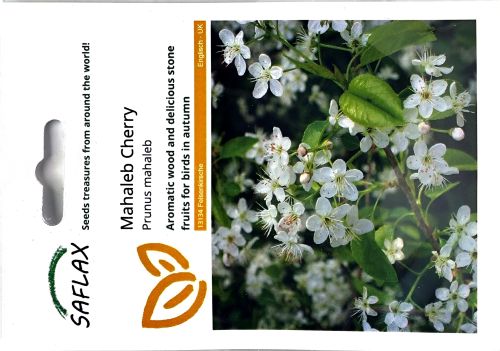 Mahaleb Cherry Tree Seeds